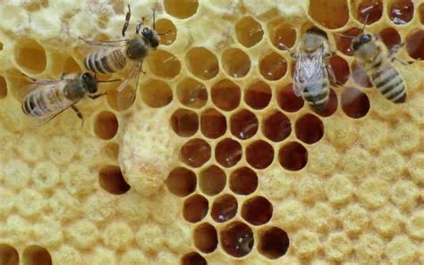 蜜蜂起巢 乾為天